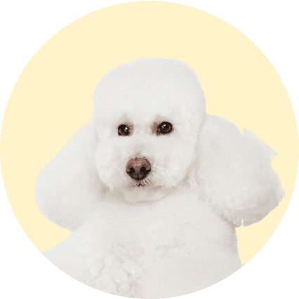 poddle