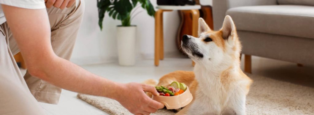 ¿Qué comida es la mejor para un perro con insuficiencia renal?