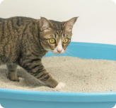 ¿Tu gato no toma mucha agua? Descubre cómo ayudarlo