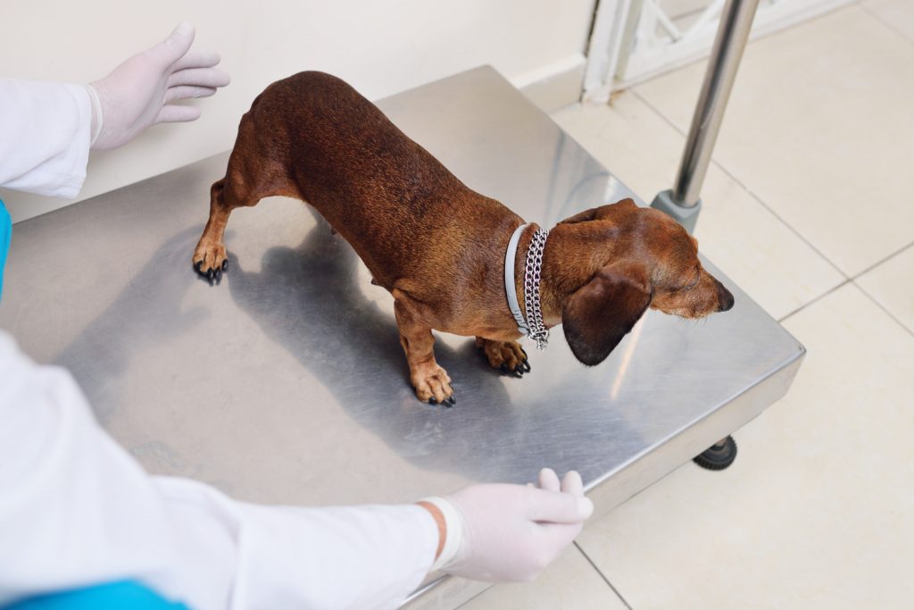 Cálculos renales en perros: todo lo que necesitas saber