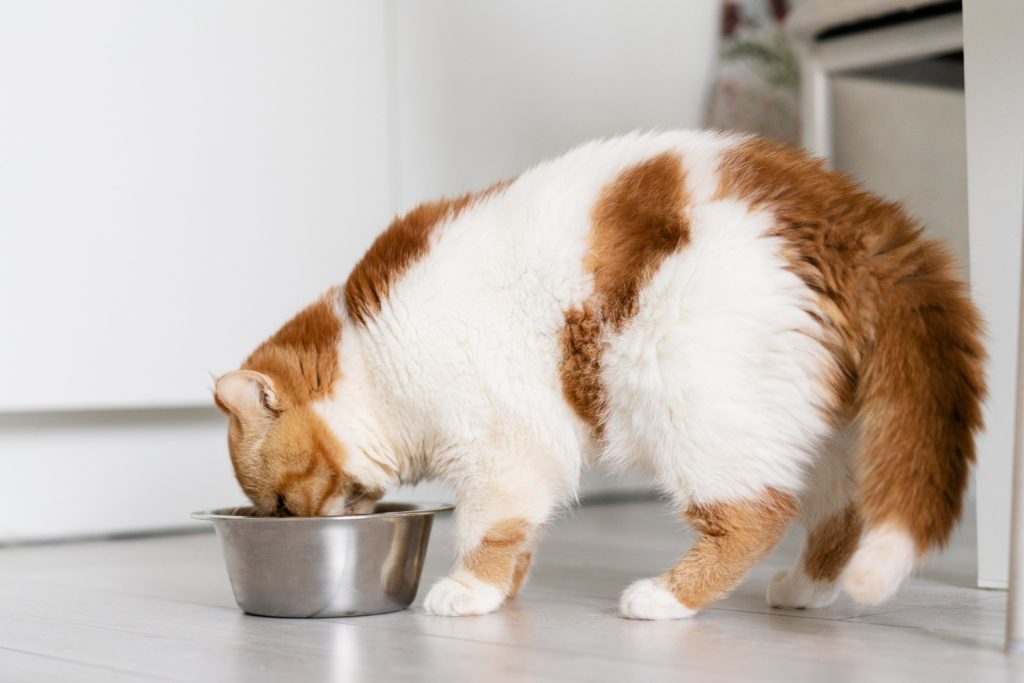 Beneficios de la comida húmeda para gatos
