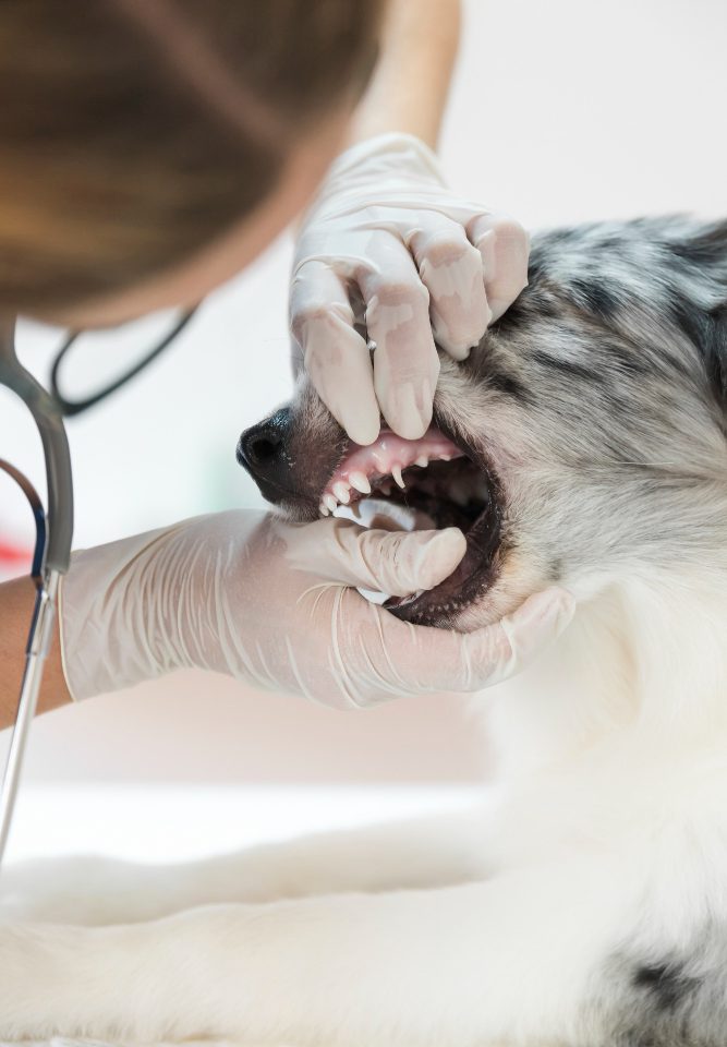Limpieza dental para mascotas