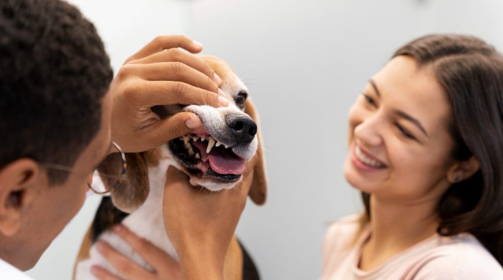 Examen odontologico veterinario
