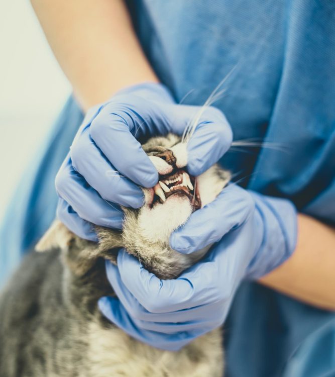 Salud dental para perros y gatos