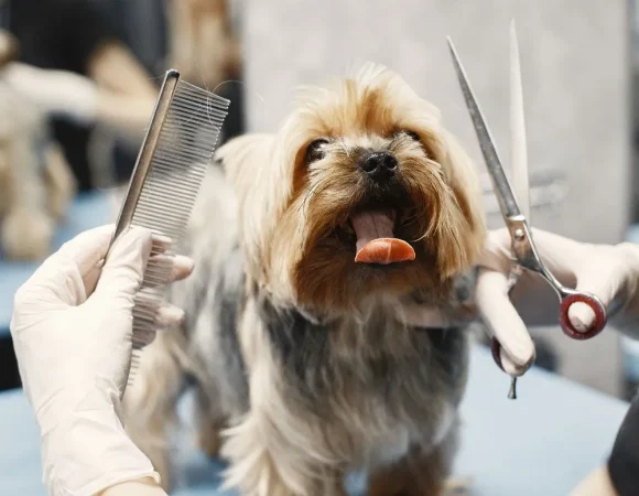 grooming-canino-veterinaria-Lima-Peru